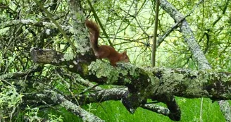 Moulin sous la vergne