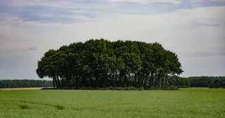 Mégalithes "Le Gros Dognon"