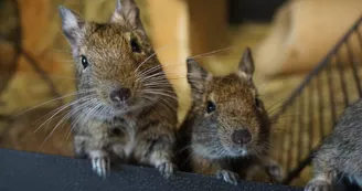 Le sanctuaire des poids plumes