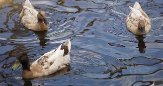 Le sanctuaire des poids plumes