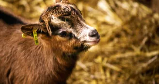 Chèvrerie Chez Boye