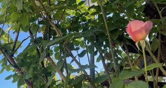 Gîte Grande Vincent