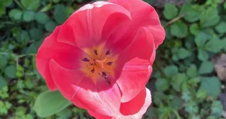 Gîte Petite Vincent