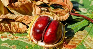 Sentier des châtaigniers - Nanteuil-en-Vallée_Nanteuil-en-Vallée