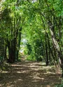 sentier boisé